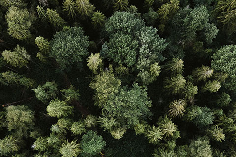 CO2 degradation with new trees.