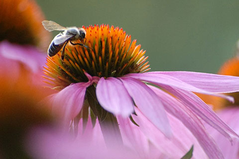 Bee sponsorship. Hum with us
